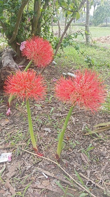Naturlig Blomst, Scadoxus Multiflorus