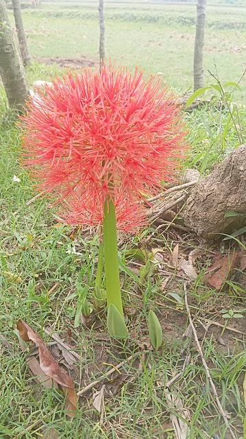 Scadoxus Multiflorus, Blodlilje