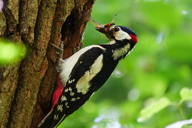 Free Animal Great Spotted Woodpecker photo and picture