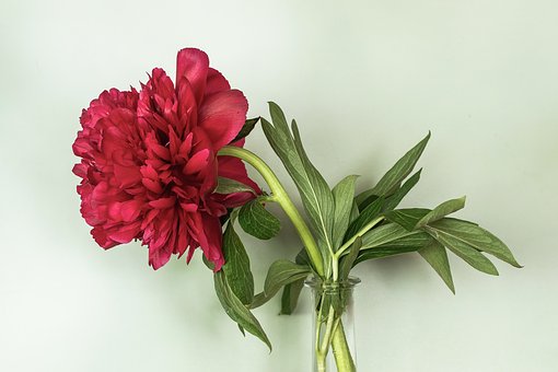 Free Nature Blossoms photo and picture