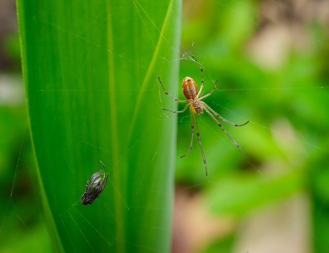 Araña Web Insecto - Foto gratis en Pixabay