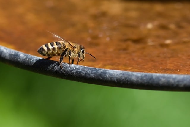 Bee jigsaw puzzle