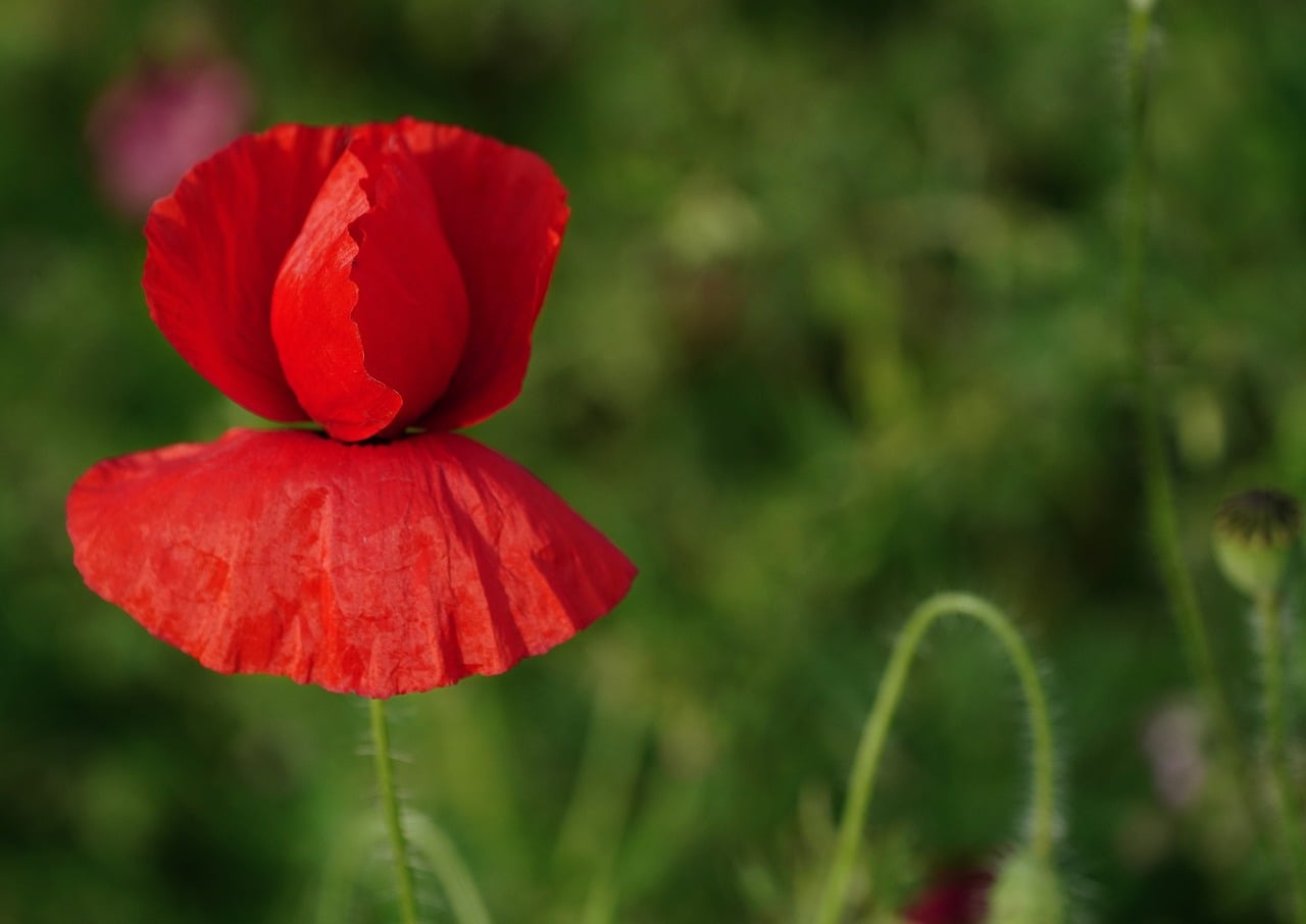 Page 3 - Discover and download free images - Pixabay