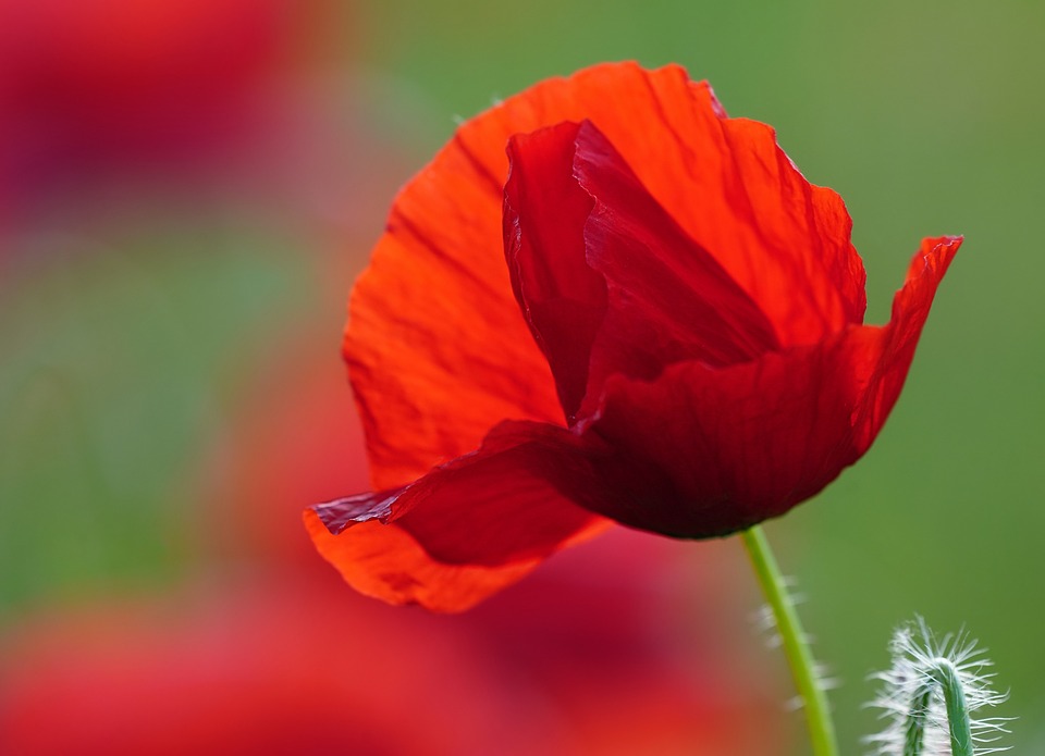 Poppy Singer Backgrounds Poppy Wallpaper 4k