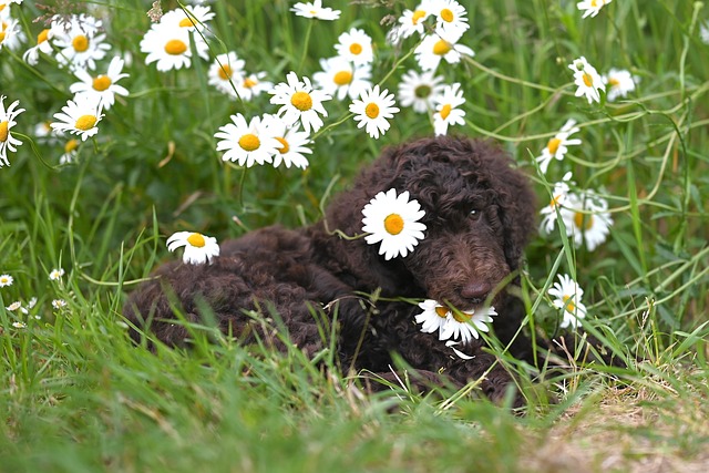 POODLE CHATEAU main image 0