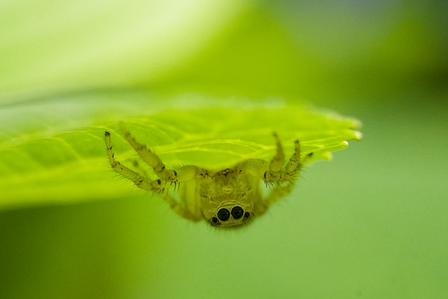 Free Spider Jumping Spider photo and picture