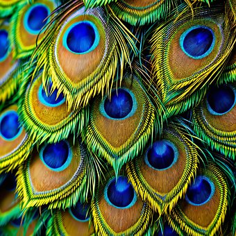 Free Peacock Feather Pattern photo and picture