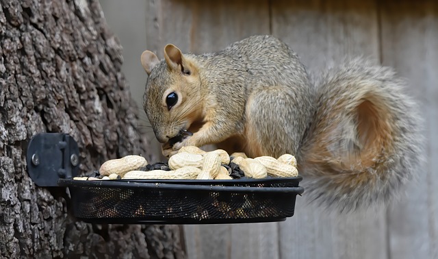 Free Squirrel 4K Wallpaper photo and picture