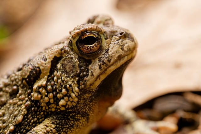 Free American Toad Toad photo and picture