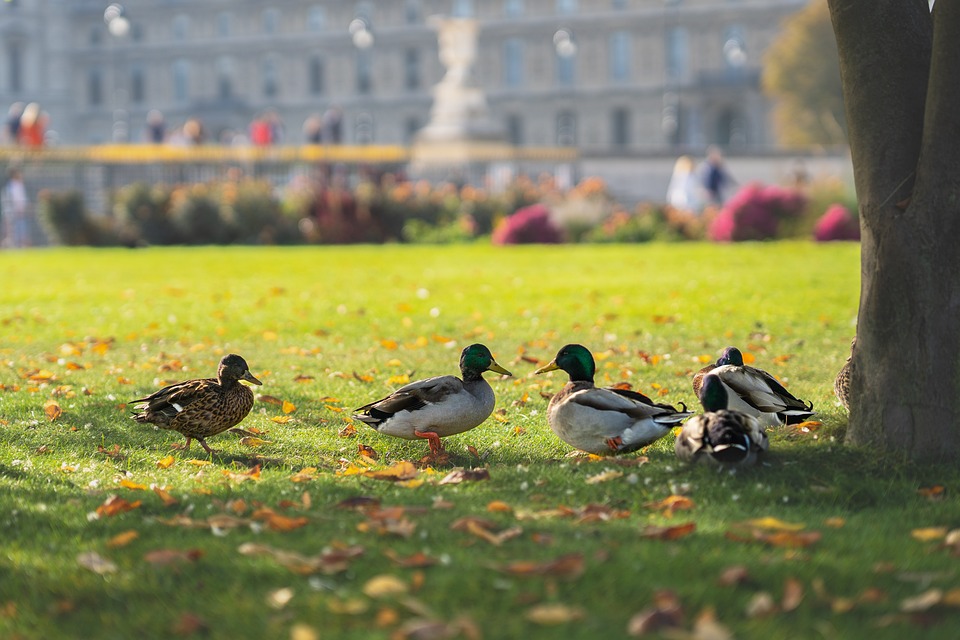 Ducks Drake Birds - Free photo on Pixabay
