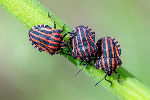 20,000+ Free Love Bugs & Bug Images - Pixabay