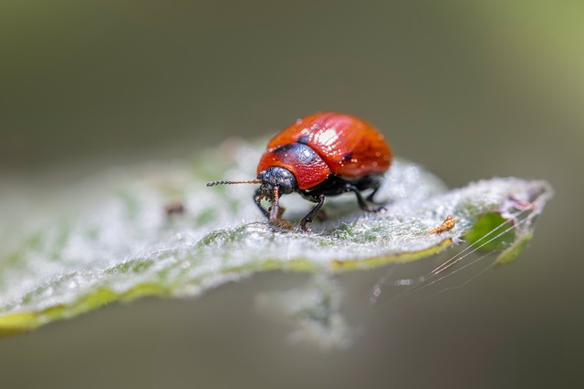 Free Insects Agricultural Pests photo and picture