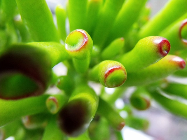 Free Nature Succulent photo and picture
