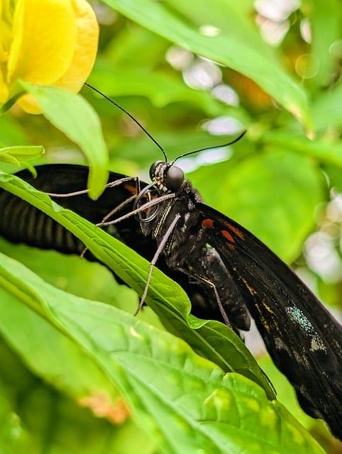 Inseto, Natureza, Borboleta