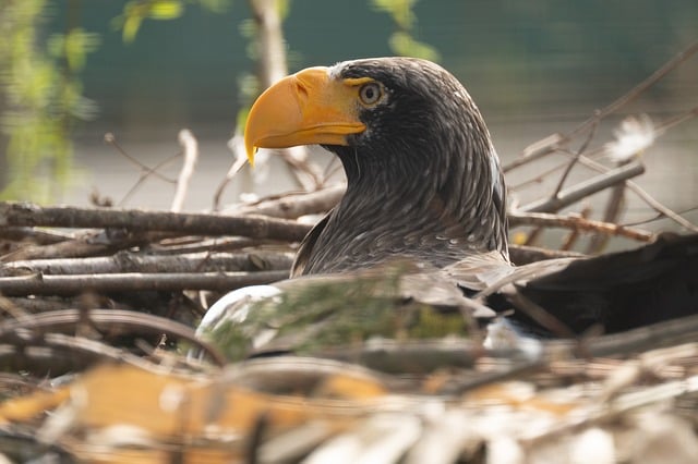 Vogel, Raubvogel, Seeadler, Natur, Tier