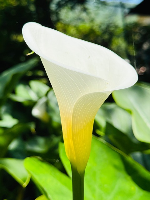 Free Flower Alocasia photo and picture