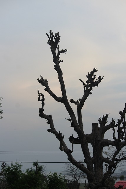 Baum, Natur, Himmel, Sonnenuntergang