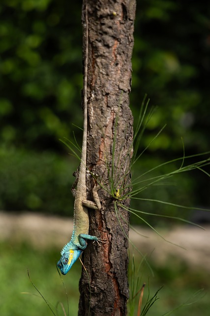 Free Animal Images Reptile photo and picture