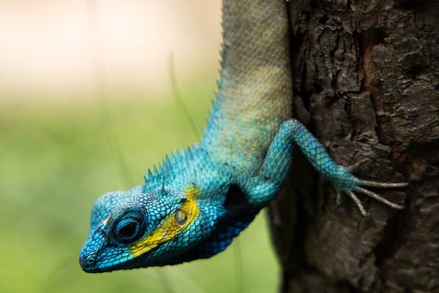 gecko, animal images, reptile