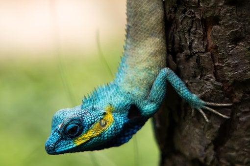Free Gecko Animal Images photo and picture