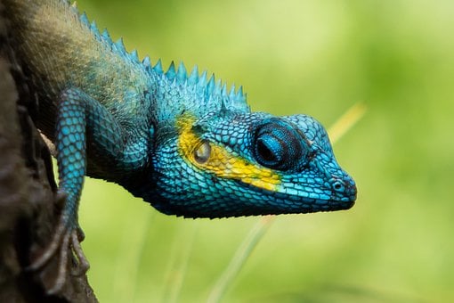 Free Gecko Animal Images photo and picture