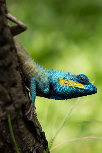 Free Gecko Animal Images photo and picture
