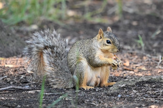 Free Squirrel Fox Squirrel photo and picture