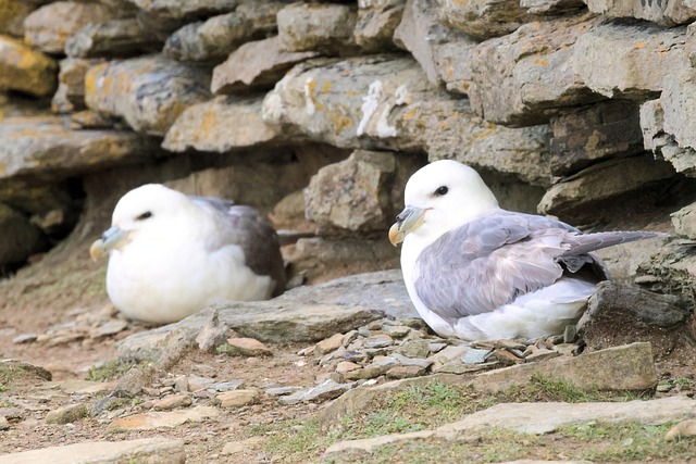 Eissturmvogel, Vogel, Seevögel, Küste