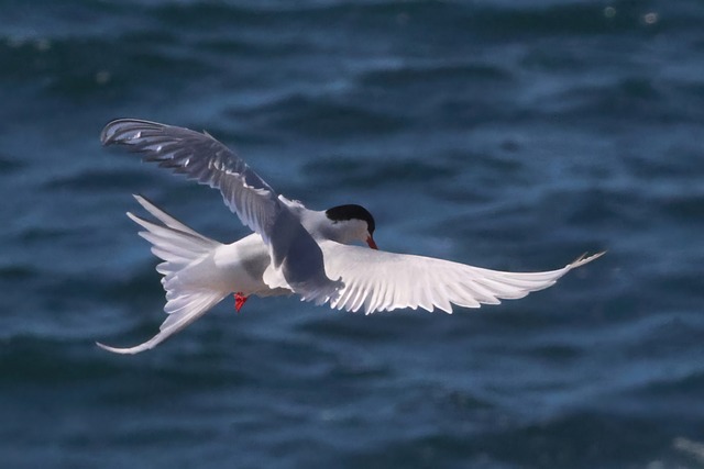 Tern, Küstenseeschwalbe, Vogel, Seevögel