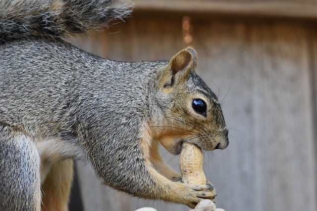 Free Squirrel Beautiful Wallpaper photo and picture