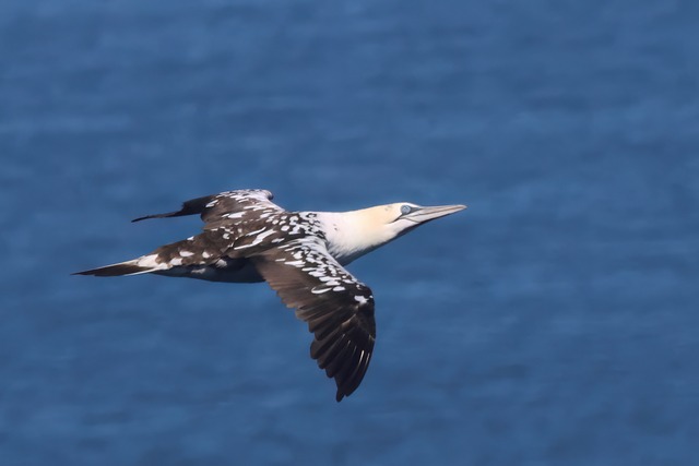 Gannet, Vogel, Seevögel, Flug, Fliegend