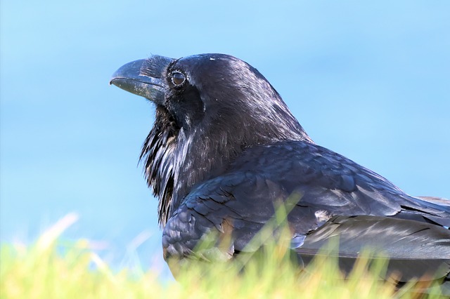 Rabe, Vogel, Korvide, Krähe, Schnabel