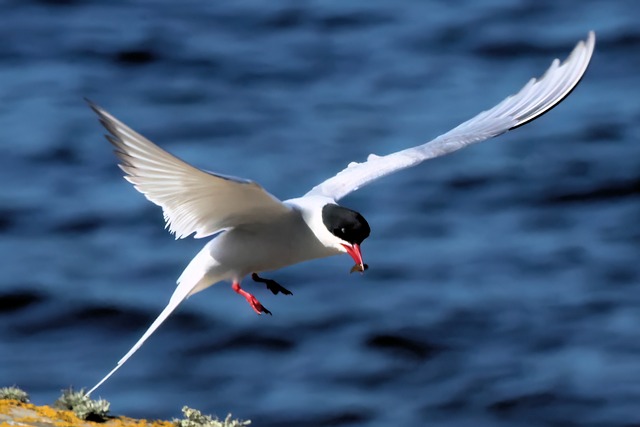 Tern, Küstenseeschwalbe, Vogel, Seevögel