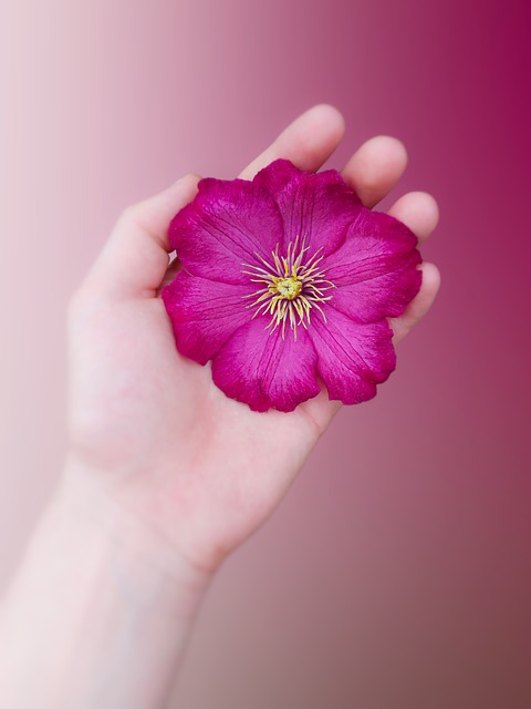 Free Clematis Blossom photo and picture