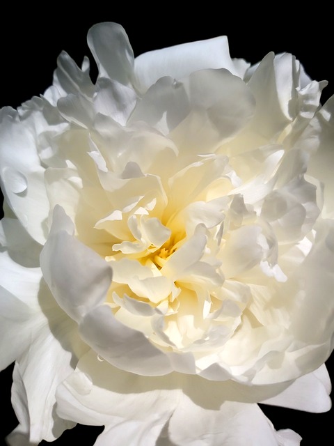 Free Peony Nature photo and picture