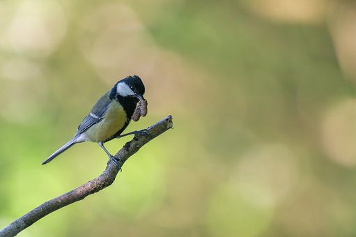 Free Great Tit Nature photo and picture