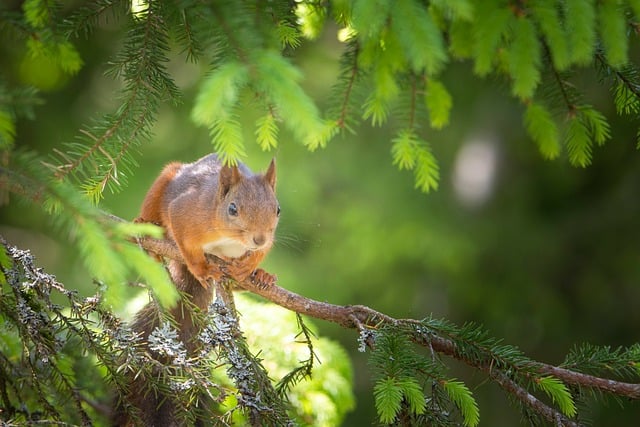 Free Squirrel Animals photo and picture