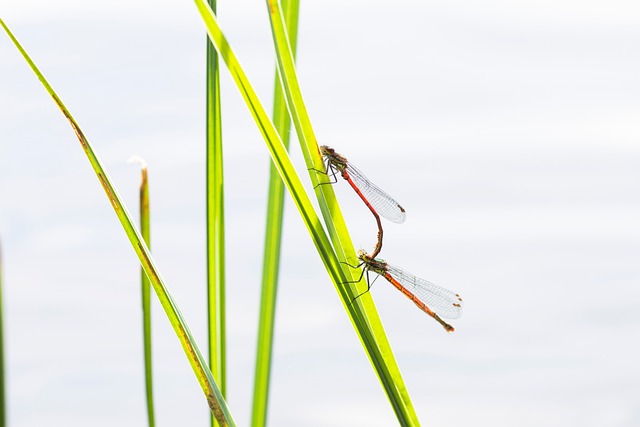 Free Nymphs Water photo and picture