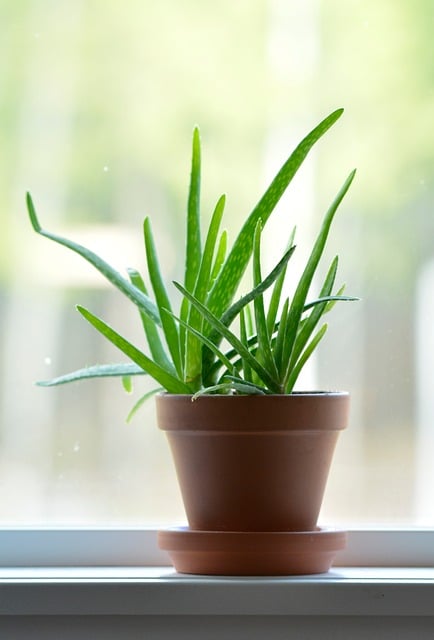 Free Succulent Aloe Vera photo and picture
