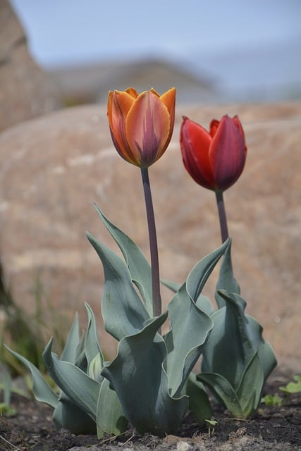 Free Tulips Flowers photo and picture