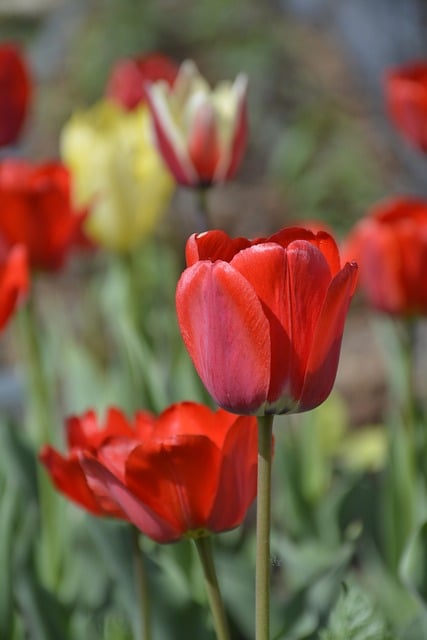 Free Tulips Tulip Garden photo and picture