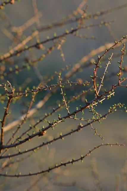 Free Tree Tree Branches photo and picture