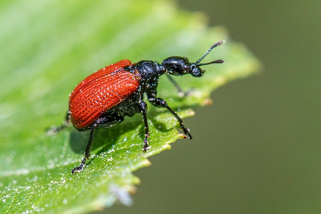 Insectes Ravageurs Insectes Ravageurs Agricoles - Photo gratuite sur Pixabay