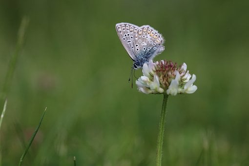 Free Butterfly Bluish photo and picture