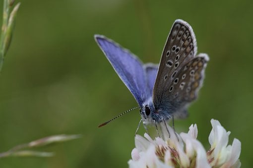 Free Butterfly Bluish photo and picture