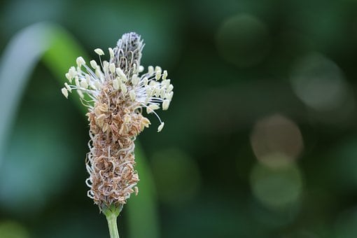 Free Plantain Nature photo and picture