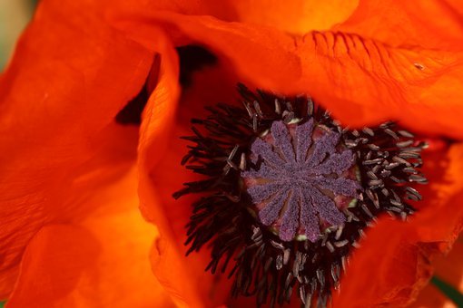 Free Poppy Blossom photo and picture
