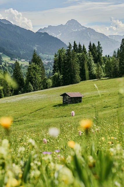 Free Alps Flower Wallpaper photo and picture
