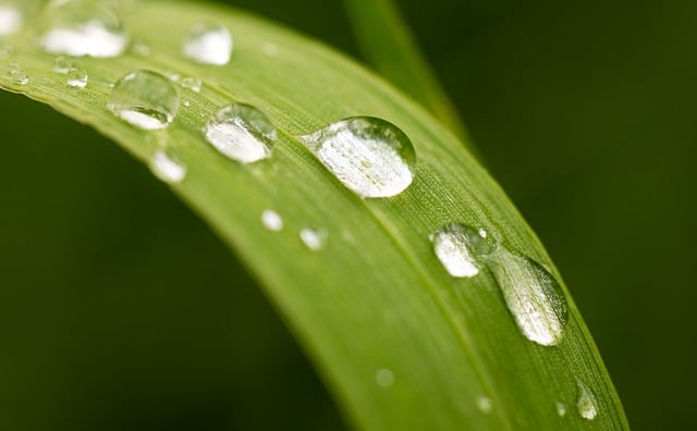 green, grass, nature, meadow, dewdrop, raindrop, waterdrop, dew, morning