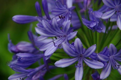 Blumen, Flora, Natur, Blau, Grün, Blüte